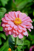 Another Pink Zinnia