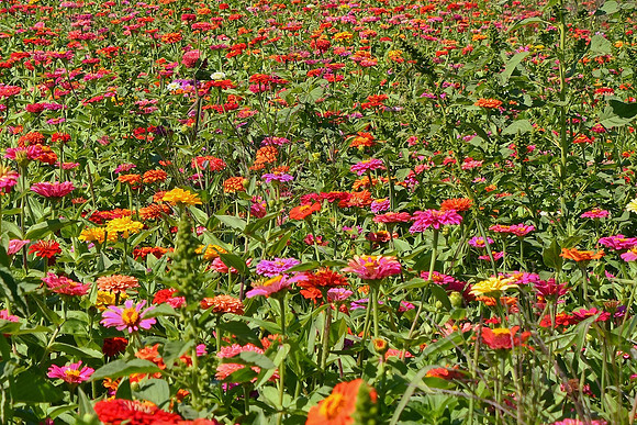 Zinnia Field