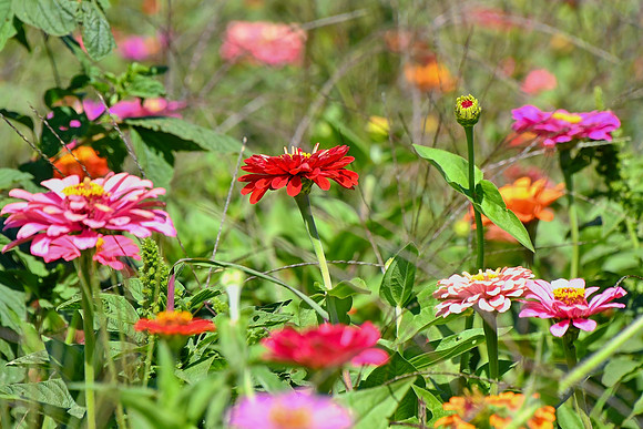 Zinnias in the Sun