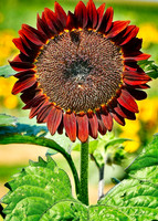 Another Rust Sunflower 3