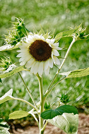 White Sunflower