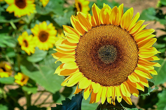 Common Sunflower