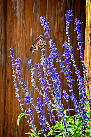 Butterfly and Bush