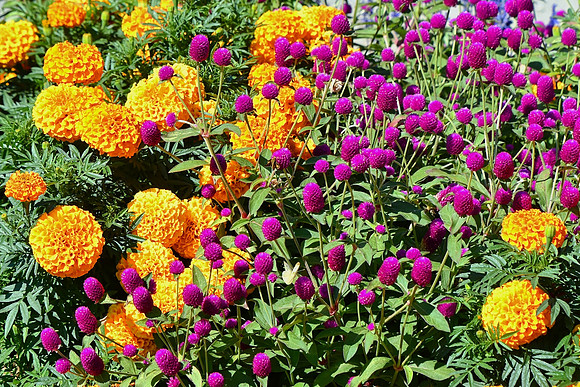 Globe Amaranth and Marigolds