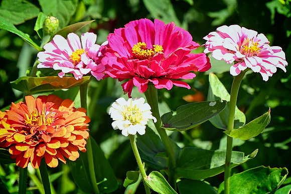 Mixed Zinnias