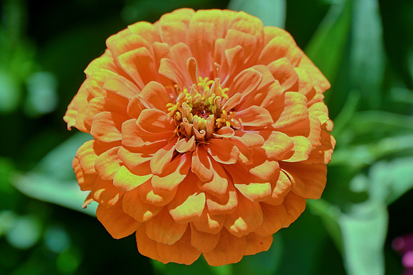 Orange Zinnia