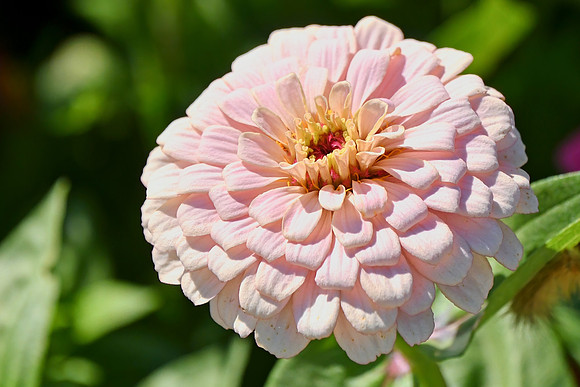 Pink Zinnia
