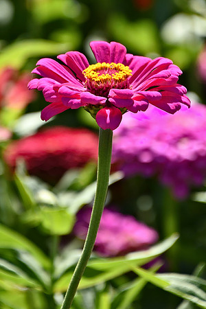 Pink Zinnia Elegans