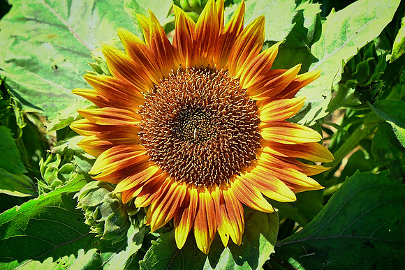 Splendor F1 Orange Sunflower