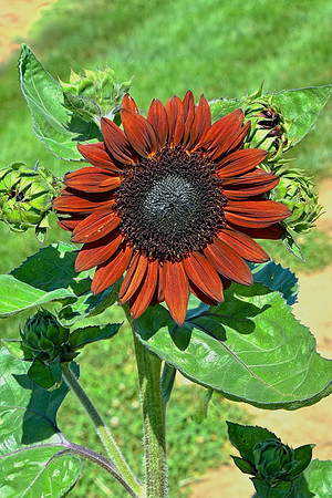 Rust Color Sunflower 1