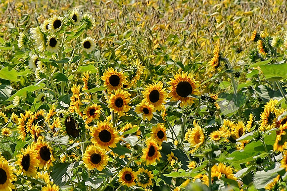 Varied Fields