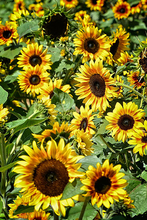 Sunflowers Sunflowers