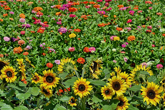 Sunflowers and Zinnias