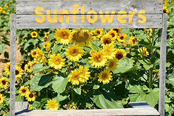 Sunflowers Sign