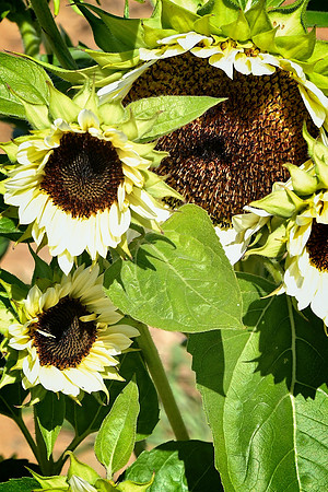 White Nite Flowers