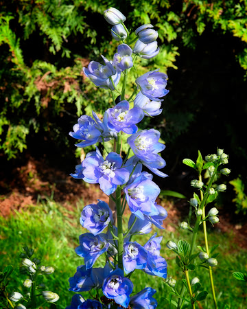 Delphinium