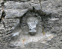 Becks Lion Head Carving Circa 1857