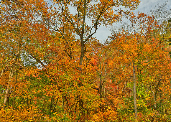 Along the Trail