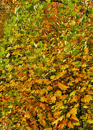 Green and Gold