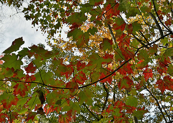 Merry Christmas Autumn - Copy
