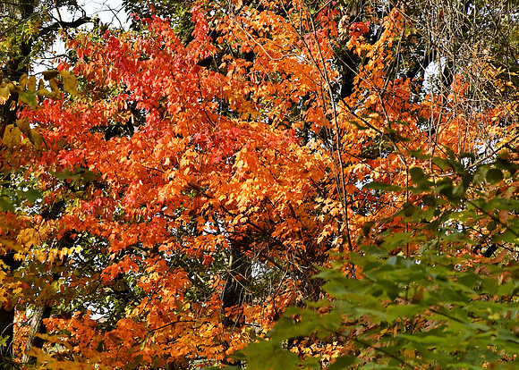Orange Autumn