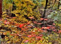 Red Cluster