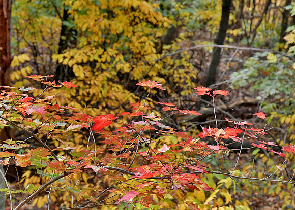 Red Cluster