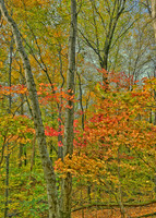 Subtle Autumn