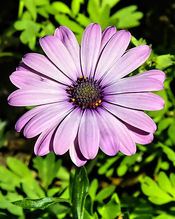 Cape Daisy