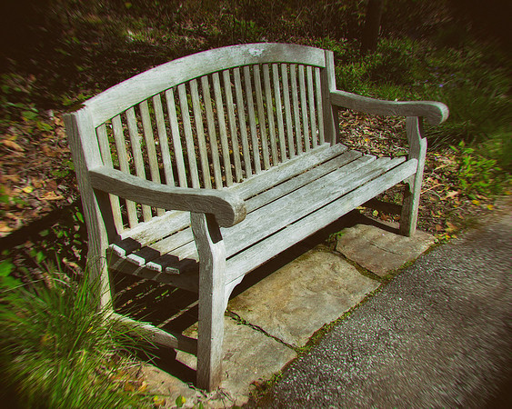 Bench in the Woods