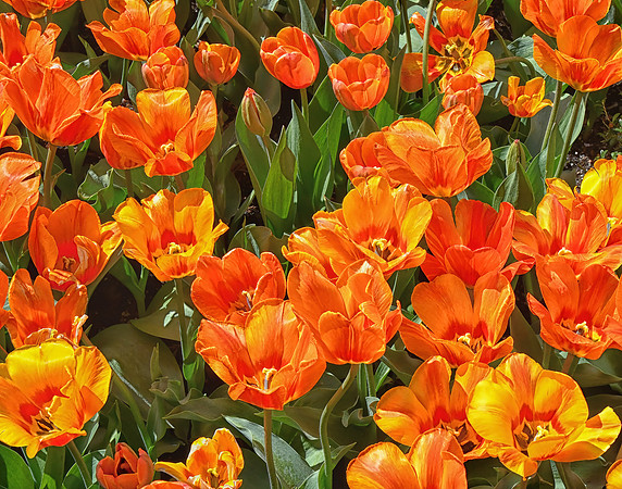 11x14 Delightfully Orange
