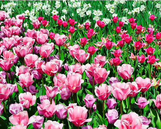 Blooms