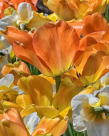 Close Up Springtime Bouquet