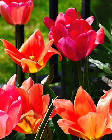 Close Up Tullips Tulips Tulips