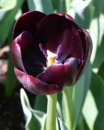 Dark Beauty
