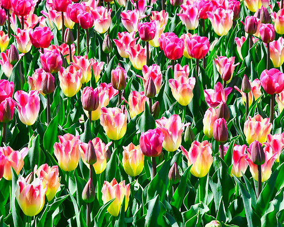 Colors of Renewal