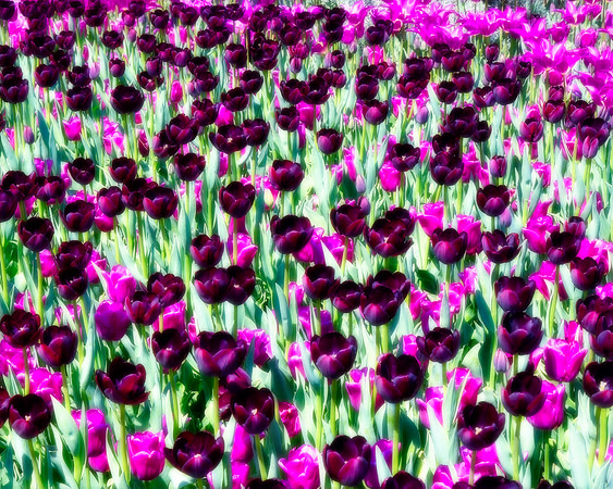 Deeply Tulips