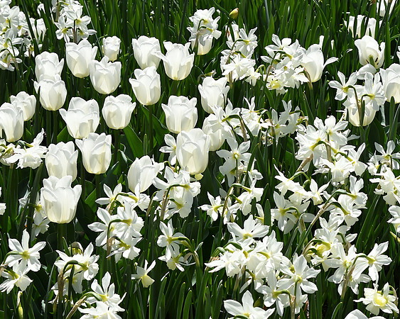 Gentle Whites