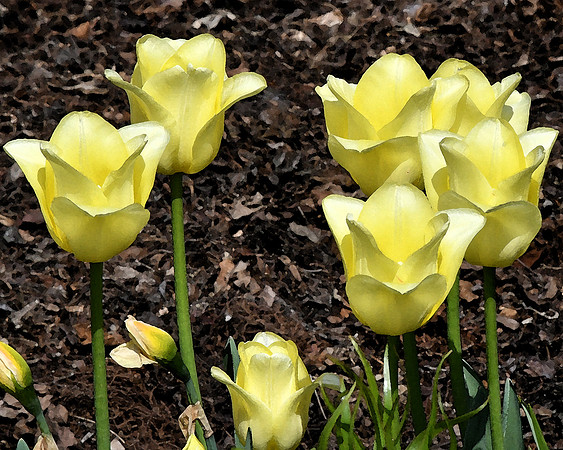 Gently Yellow