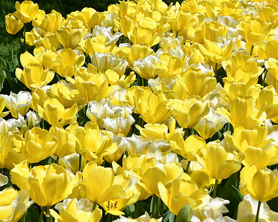 Joyful Tulips