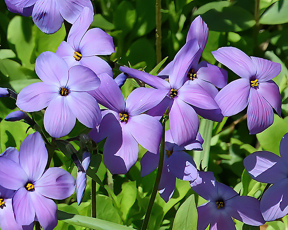 Lavender and Green, Oh My
