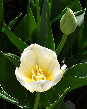 Opening Spring Salvo