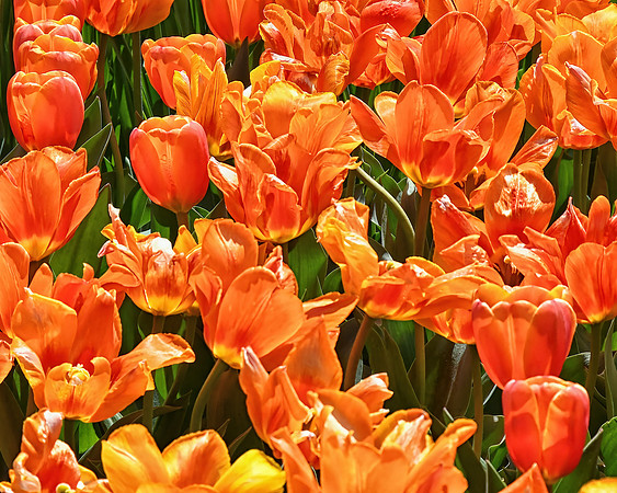 Orange and Green