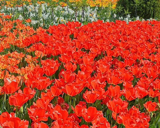 Memories of Spring