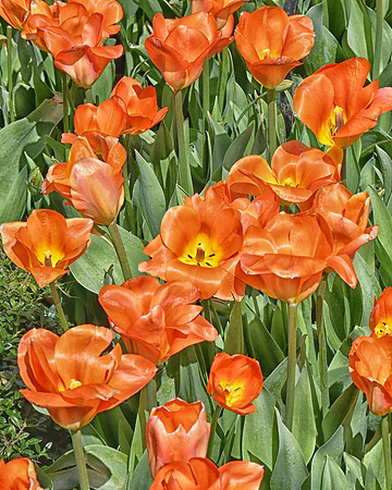 Orange Delight