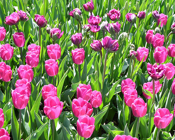 Pink and Green
