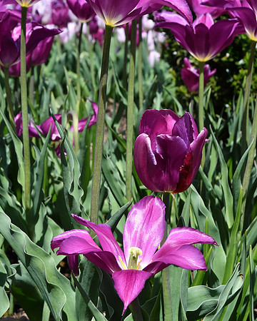 Purple Glory
