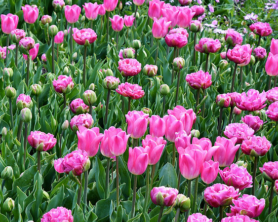 Pinks and Greens
