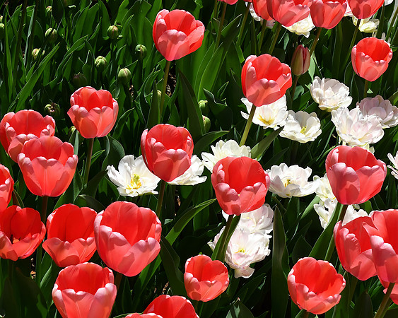 Red and White Delight