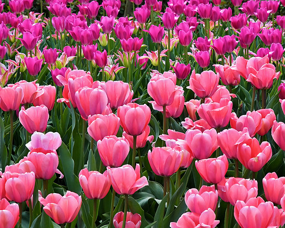 Pretty and Pink